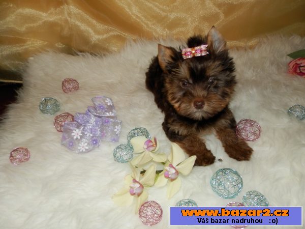 Yorshire Terrier čoko
