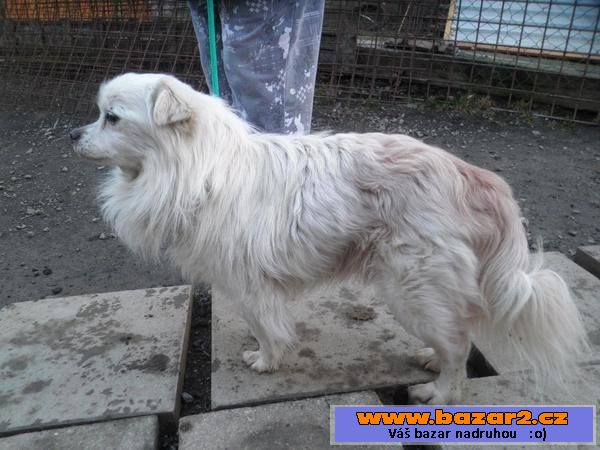 Tibetský španěl