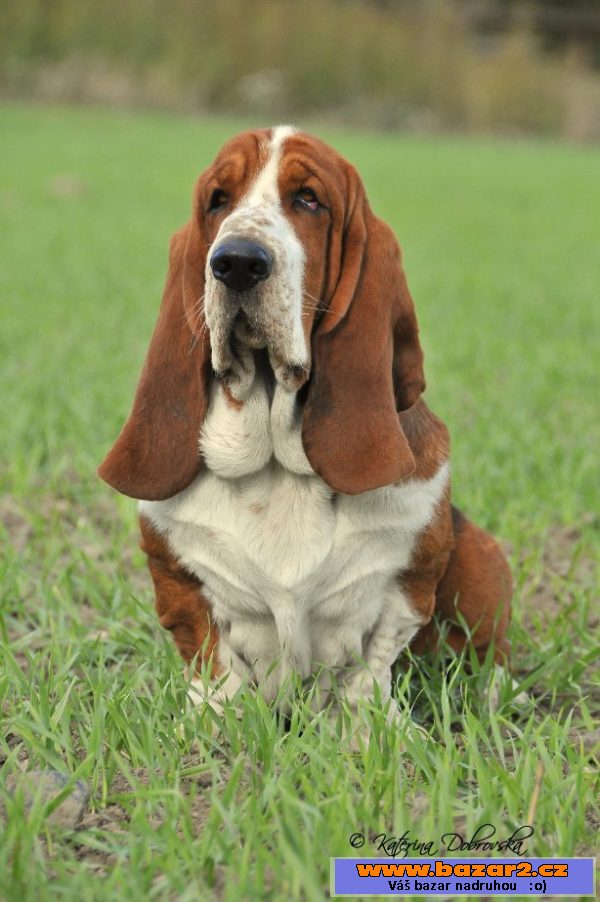 Krycí pes - Basset Hound