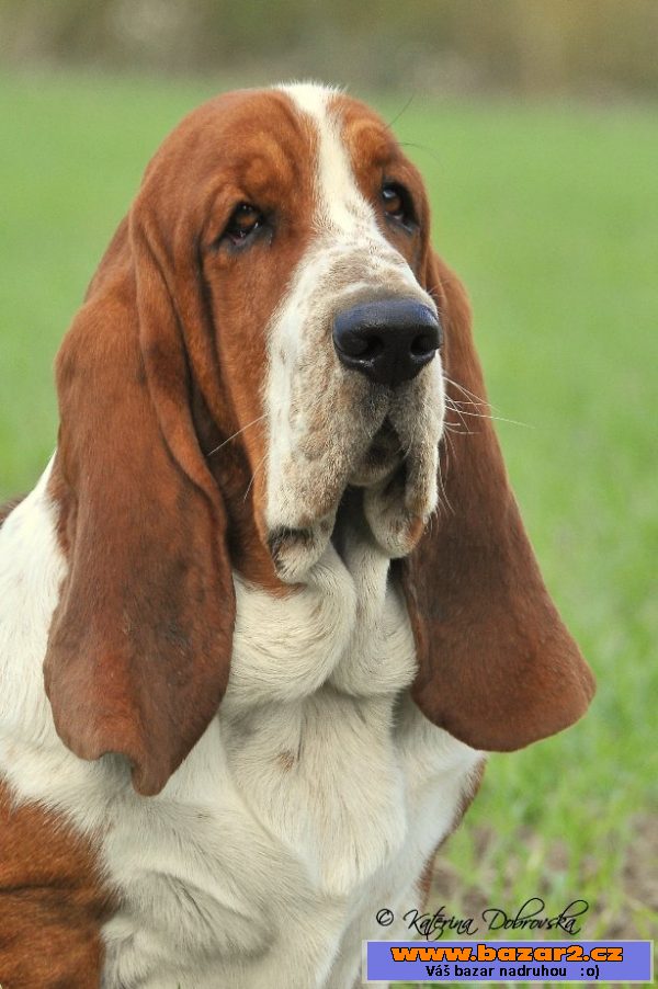 Krycí pes - Basset Hound