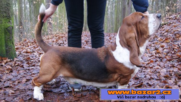 Krycí pes - Basset Hound