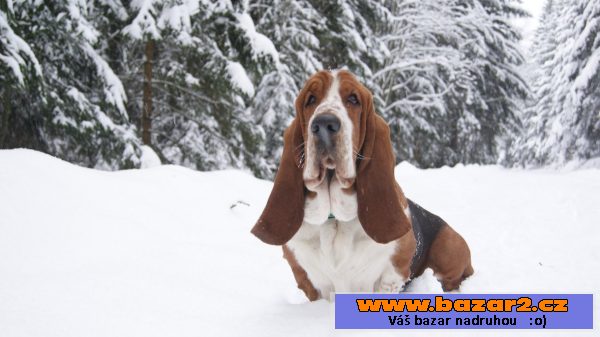 Krycí pes - Basset Hound