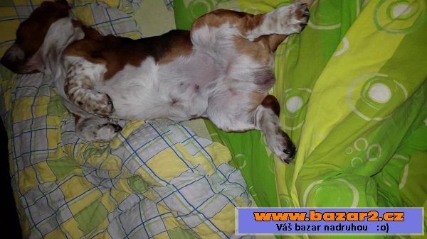 Krycí pes - Basset Hound