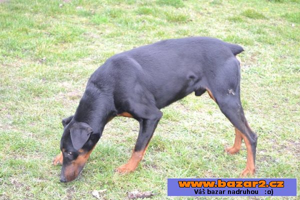 Dobrman Darwin - pes nar : 5.3.2008