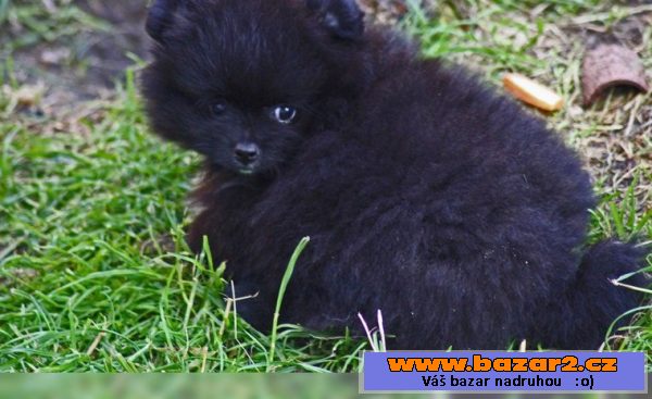 Prodám štenátko Pomeranian