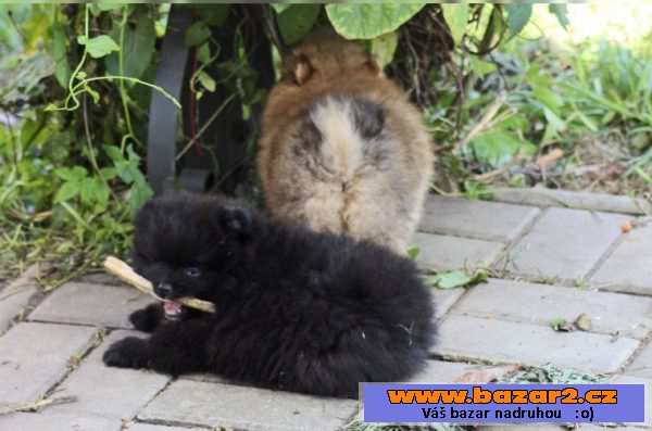 Prodám štenátko Pomeranian