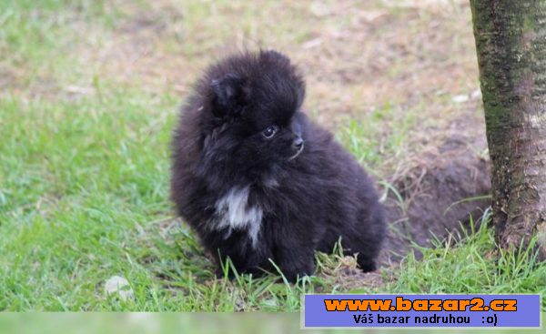 Prodám štenátko Pomeranian