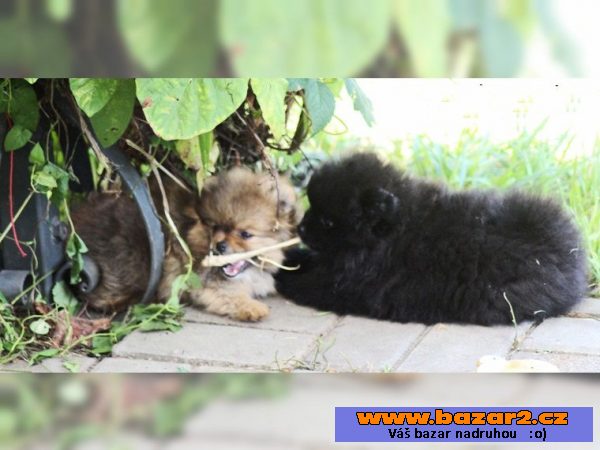 Prodám štenátko Pomeranian