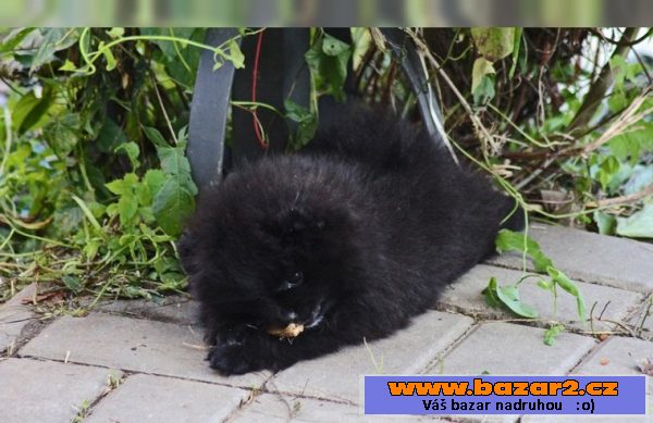 Prodám štenátko Pomeranian