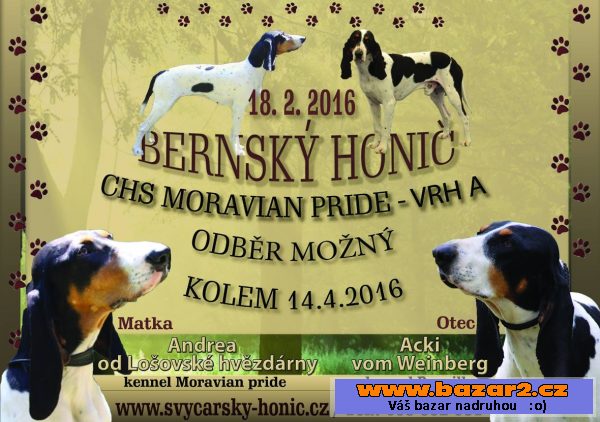 Bernský Honič štěňátka