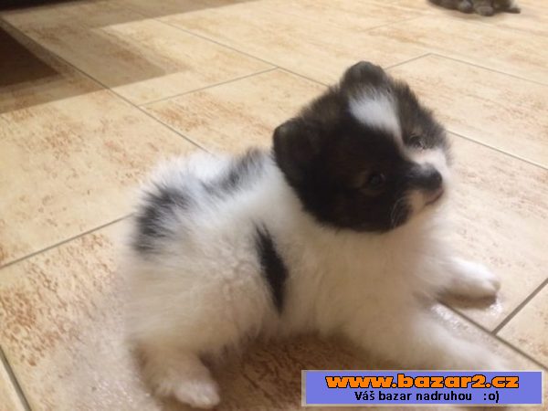 Pomeranian štenata