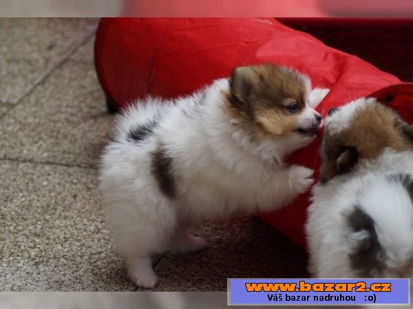 Pomeranian štenata