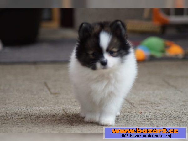 Pomeranian štenata