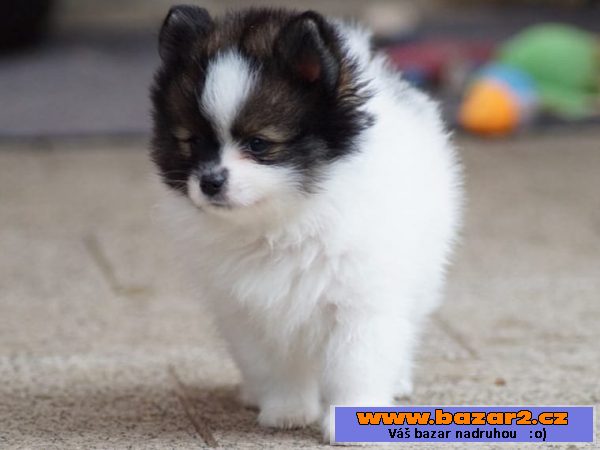 Pomeranian štenata