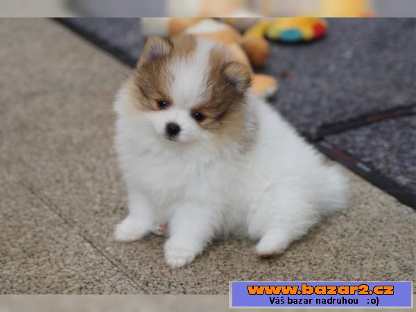 Pomeranian štenata