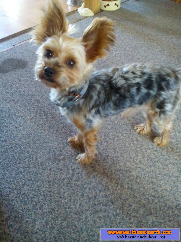 Monty