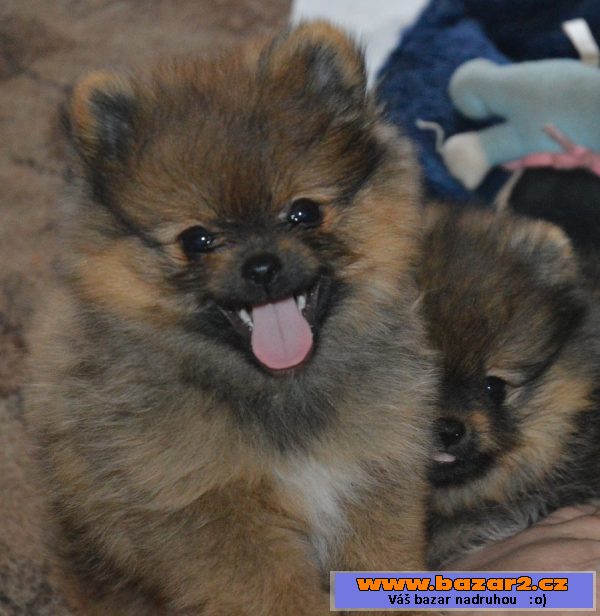 Trpasličí špic/ pomeranian