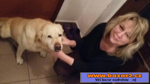 Darujeme fenku labrador. retrívra