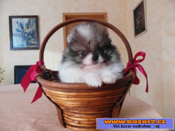 Pomeranian - německý špic trpasličí