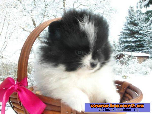 Pomeranian - německý špic trpasličí