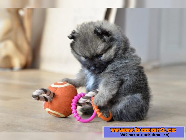 Pomeranian - německý špic trpasličí
