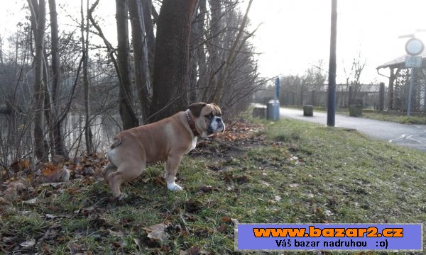  Anglický buldoček