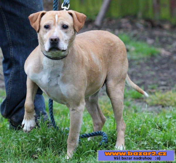 Lojzík - pitbulteriér - pes