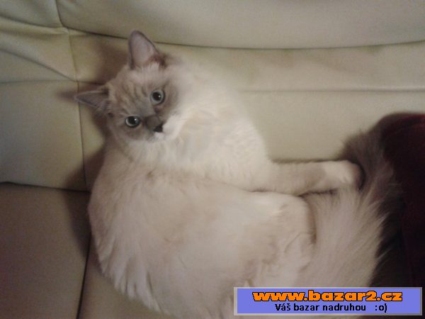 Ragdoll kočička hledá kocoura