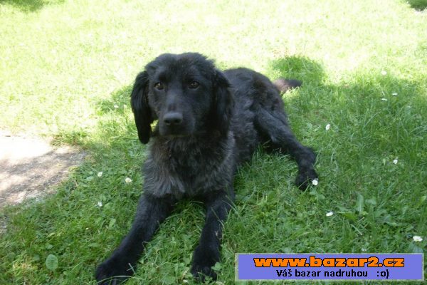 Happy, darujem za vet. poplatky