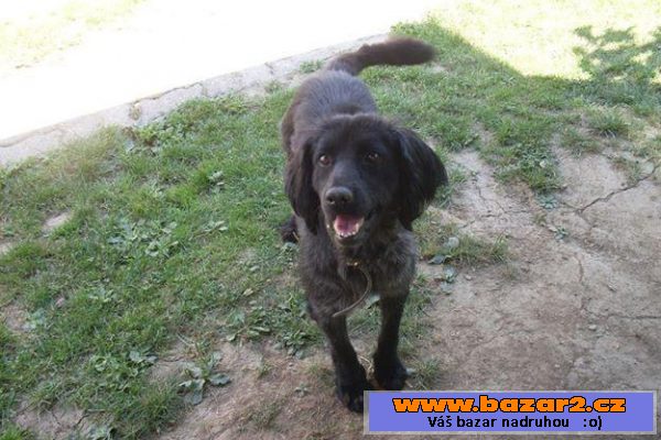 Happy, darujem za vet. poplatky