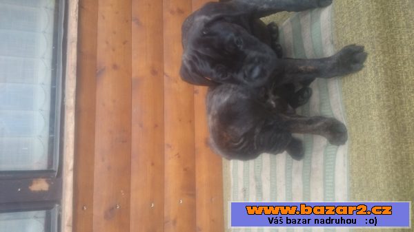 Cane Corso šteňátka