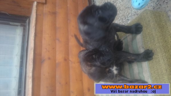 Cane Corso šteňátka