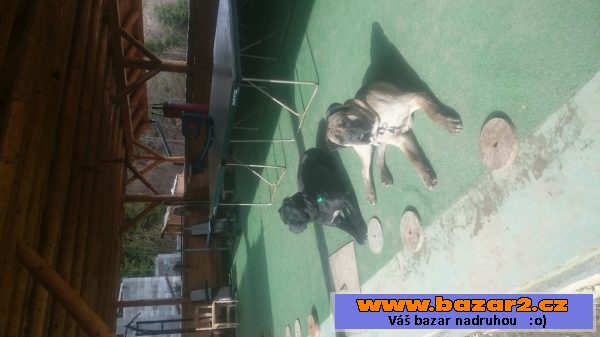 Cane Corso šteňátka