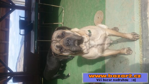 Cane Corso šteňátka