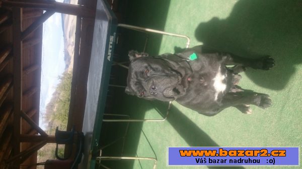 Cane Corso šteňátka