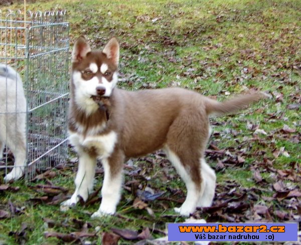Husky - fenka 4 měsíce bez PP