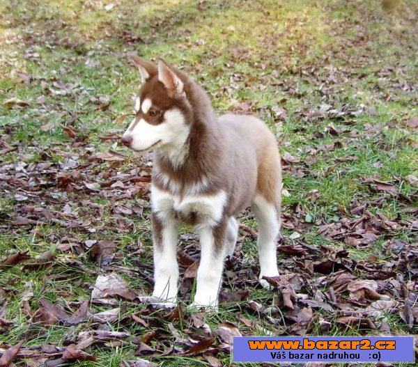 Husky - fenka 4 měsíce bez PP