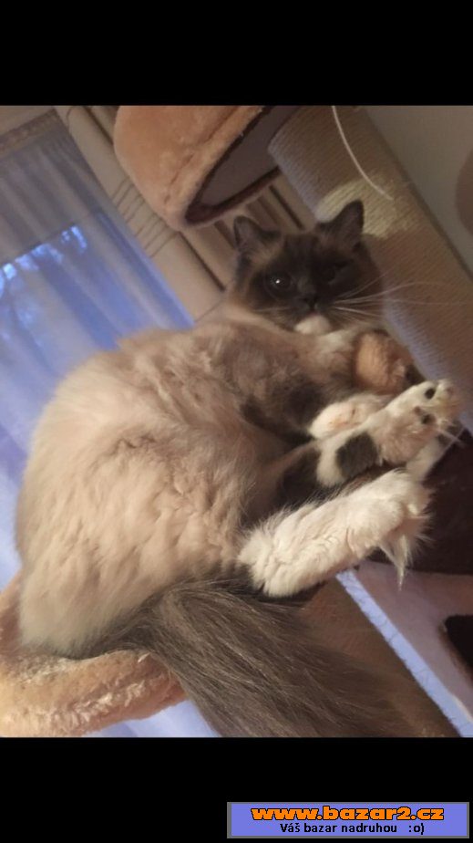 Na prodej Ragdoll koťátka s PP