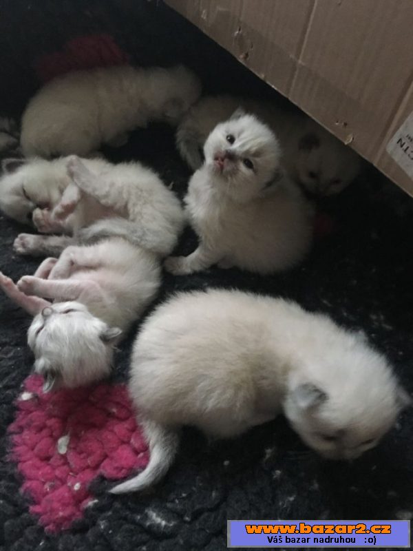 Na prodej Ragdoll koťátka s PP