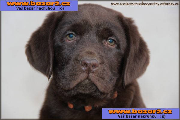 LABRADOR - excelentní tmavě ČOKOLÁDOVÁ štěňata s PP