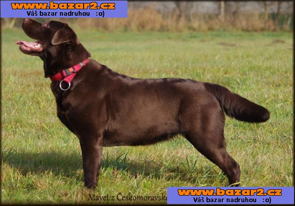 LABRADOR - excelentní tmavě ČOKOLÁDOVÁ štěňata s PP