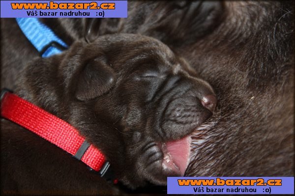 LABRADOR - excelentní tmavě ČOKOLÁDOVÁ štěňata s PP