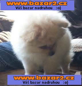 pomeranian pro přijetí