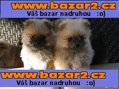pomeranian pro přijetí