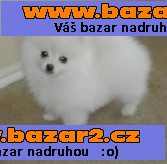 pomeranian pro přijetí
