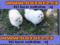pomeranian pro přijetí