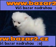 pomeranian pro přijetí