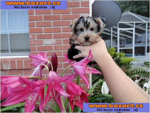 Tiny šálek a Toy-Size Yorkie Štěňata