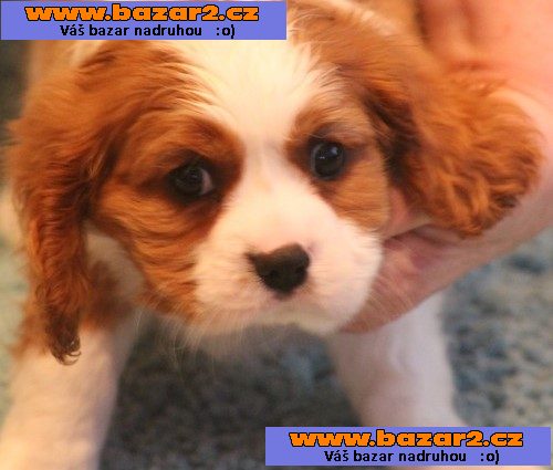 Ohromující, sladký, šťastný Cavalier King Charles španěl!