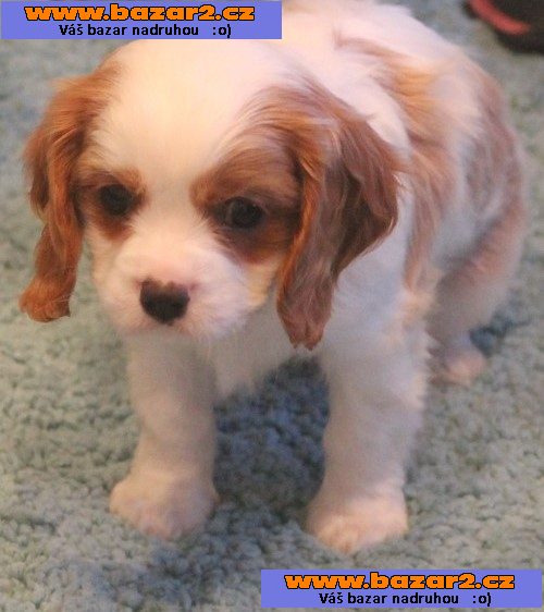 Ohromující, sladký, šťastný Cavalier King Charles španěl!